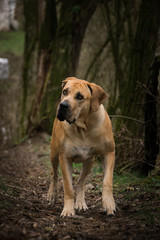 Portrait of boerboel dog, who is standing in forest, mysterius atmosphere