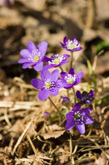 Hepatica nobilis