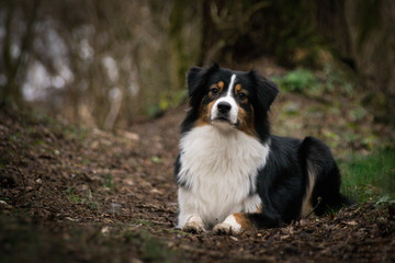 australian shepherd lies in forest on the road, mysterious atmosphere