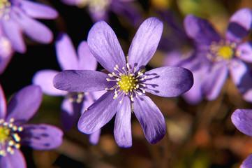 Hepatica nobilis