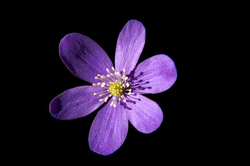 Hepatica nobilis