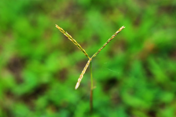 an unknown grass flower with a beautiful green background