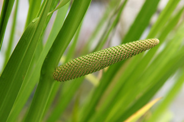 Acorus calamus or sweet flag
