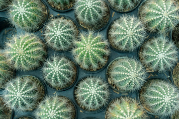 Cactus is a perennial shrub.