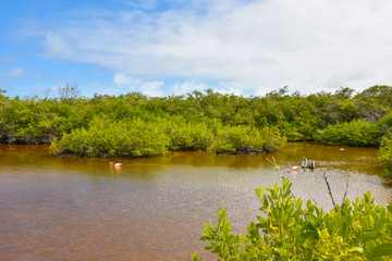 Landscape with flamingo isla isabela