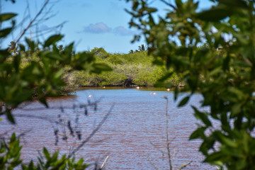 Landscape with flamingo isla isabela