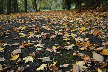 Fallen leaves Path