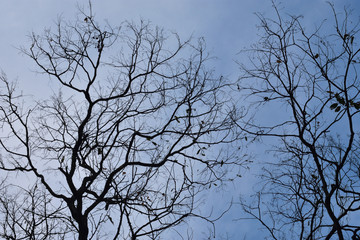 tree branches against the sky. Fairy gloomy forest.