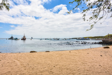 Sea lion isla san cristobal