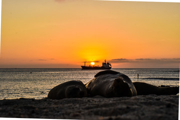 Fototapeta na wymiar Sunset on the beach wit sea lion