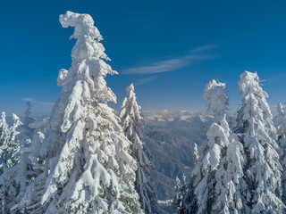 Winter wonderland landscape. Christmas background with trees covered in snow, clear blue sky for copy text and Ciucas mountains, in Brasov, Romania far behind.
