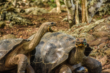 Naklejka premium Galapagos tortoise isla isabela