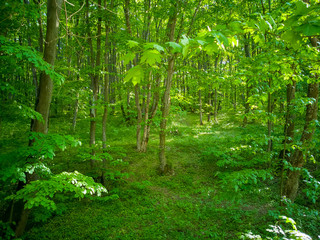 Vibrant green forest full of life under the spring warm sunlight. Spring nature perfect background, beautiful landscape of a lush green forest.