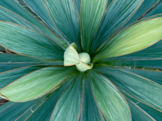 Yucca filamentosa green and blue leaves with sharp and prickly tips close up. Green background of...