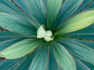 Yucca filamentosa green and blue leaves with sharp and prickly tips close up. Green background of abstract nature patterns and designs.