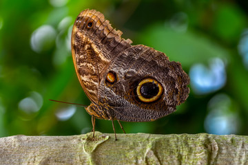 Closeup   beautiful butterfly sitting on flower.  butterfly Caligo 