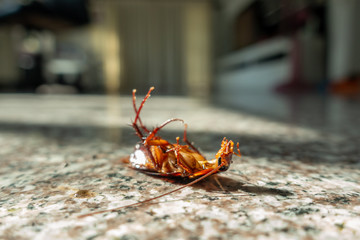 Dead cockroach on floor