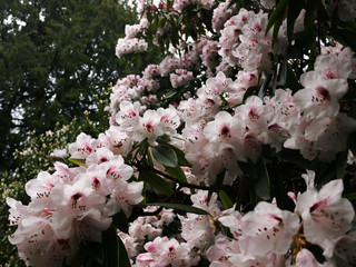 Botanic garden flora flower waterfall leaves