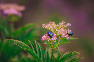 Colorful pretty insects on a pink flower
