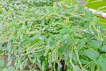 Comfrey medicinal plant grows in the garden