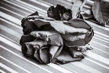 Black and white image of a fading red rose on a striped background.