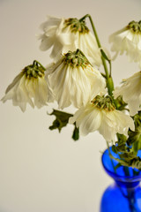 Image of withering white daisies in a tall vase of clear blue glass