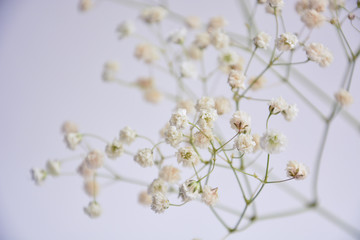 White small delicate flowers on a light background
