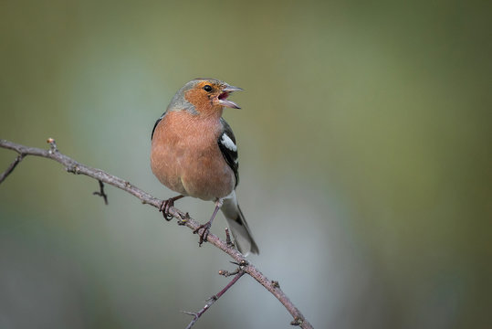 common chaffinch Fringilla coelebs