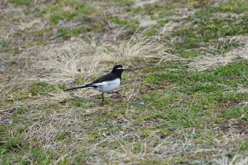 Obraz premium A wild bird 