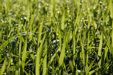 Dew drops on the sweetgrass