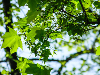 Close up of leaves with blurred background