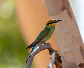 exotic tropical birds
