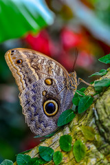 Closeup   beautiful butterfly sitting on flower.  butterfly Caligo 