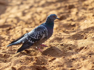 Dove walking in the sand
