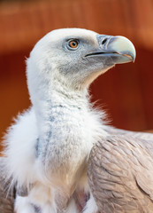 Portrait of a vulture at the zoo