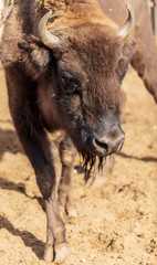Fototapeta premium Portrait of a buffalo in a zoo