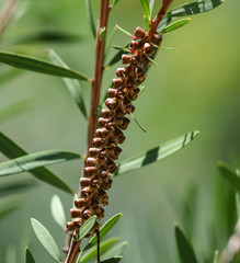 Dry little flowers on a branch of a plant in the subtropics