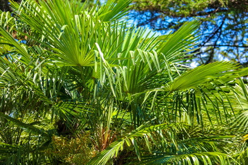 Naklejka na ściany i meble Palm trees in the park. Subtropical climate