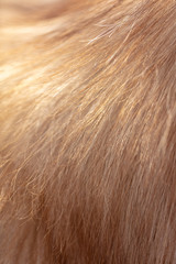 Wool goat as abstract background