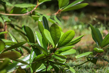 Fototapeta premium Green leaves on a citrus tree