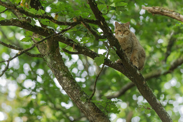 European wildcat on a tree