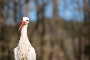 white stork