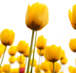 Obraz premium Yellow tulips in the park as background