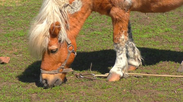 Pony on farm early spring