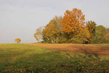 Fototapeta premium herbst