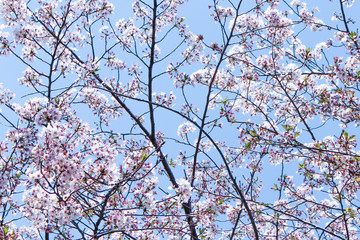 Beautiful cherry blossom (sakura) in blue sky in Kumamoto, Japan