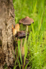Mushroom mushrooms grow on a tree