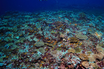 Fototapeta na wymiar Coral reef at the Maldives