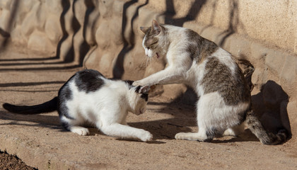 Two cats fighting in nature