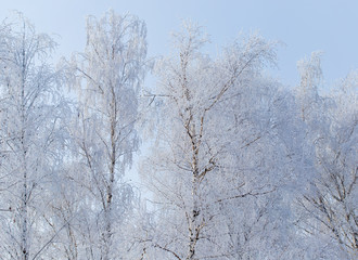 Frozen branches on a tree against a blue sky
